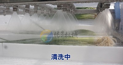 现货供应 大型香葱芹菜清洗机 洗葱机 大葱清洗设备 可定制图2