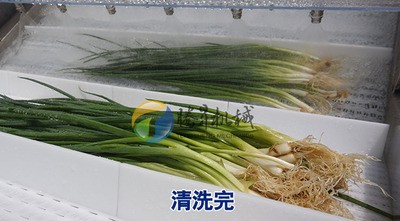 现货供应 大型香葱芹菜清洗机 洗葱机 大葱清洗设备 可定制图5