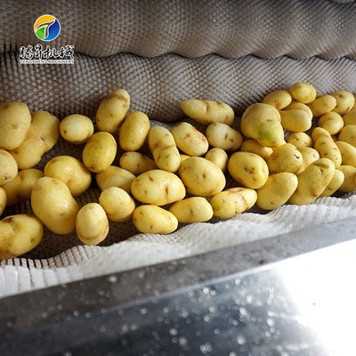 中型胡萝卜去皮清洗机 土豆清洗去皮一体机 红薯地瓜清洗去泥机图5