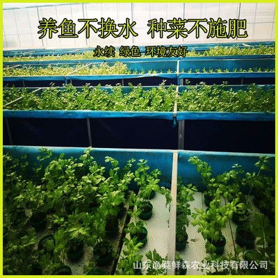 鱼菜共生系统设备研发 鱼菜共生设计与安装图2