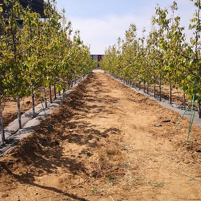 山地果树苗木现代灌溉滴灌管四分16*1.0*300/3L/500米/卷滴水均匀图5