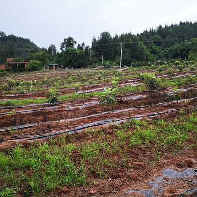 山地果树苗木现代灌溉滴灌管四分16*1.0*300/3L/500米/卷滴水均匀图3