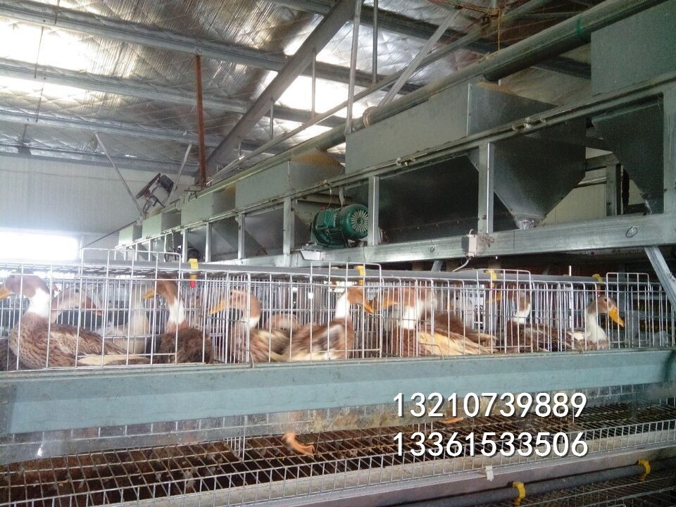 蛋鸭全自动笼子 三层鸡场专用 笼子价格便宜质量放心