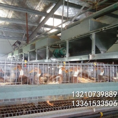 蛋鸭全自动笼子 三层鸡场专用 笼子价格便宜质量放心
