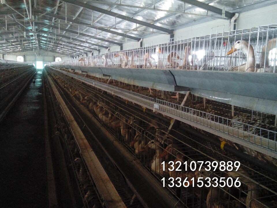 蛋鸭全自动笼子 三层鸡场专用 笼子价格便宜质量放心图5