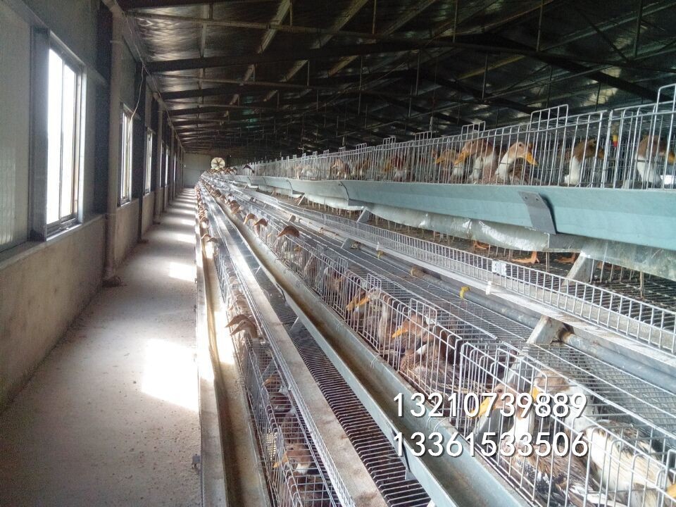蛋鸭全自动笼子 三层鸡场专用 笼子价格便宜质量放心图4