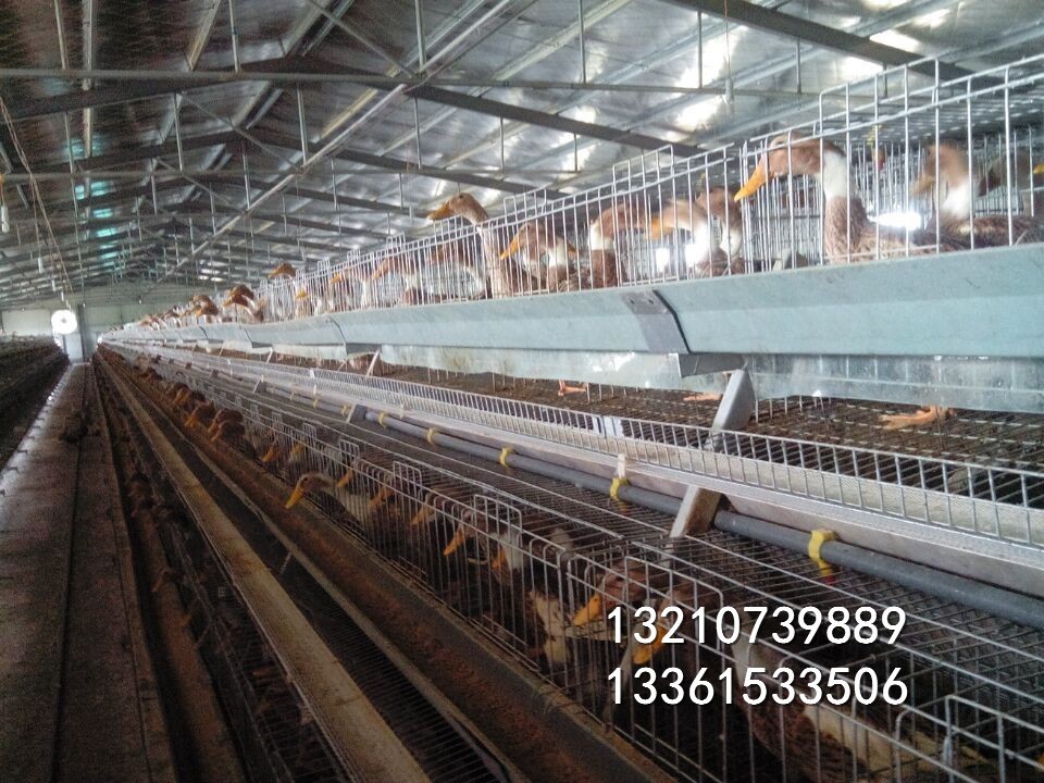 蛋鸭全自动笼子 三层鸡场专用 笼子价格便宜质量放心图3