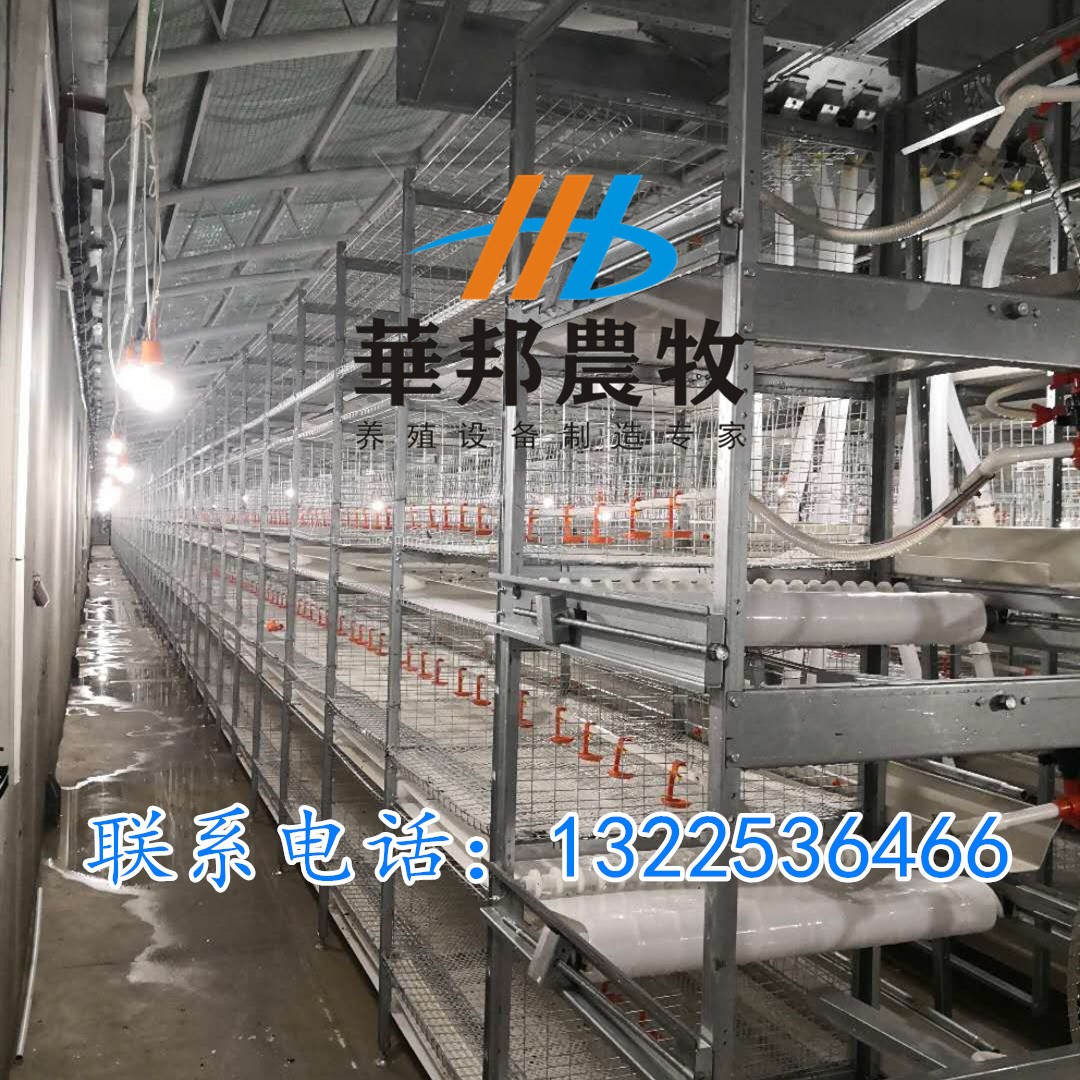三黄鸡 肉鸡笼养设备料盘式自动清粪三层笼养设备鸡笼养殖设备