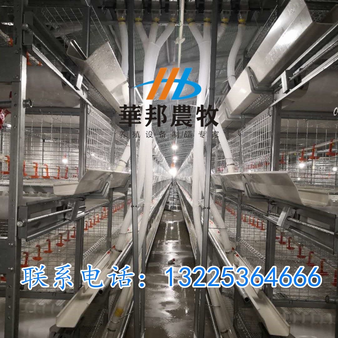 三黄鸡 肉鸡笼养设备料盘式自动清粪三层笼养设备鸡笼养殖设备图3