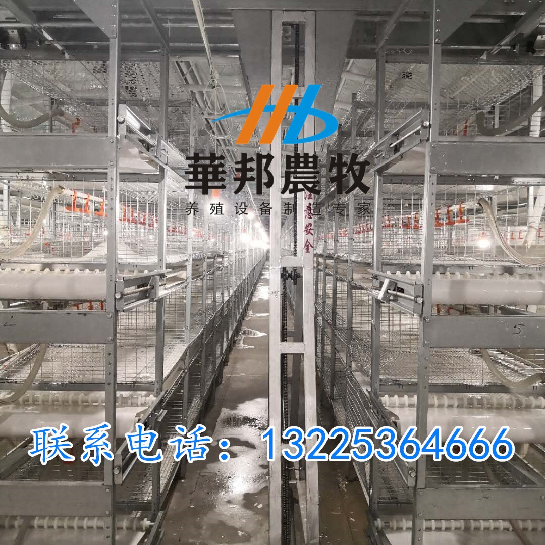三黄鸡 肉鸡笼养设备料盘式自动清粪三层笼养设备鸡笼养殖设备图5