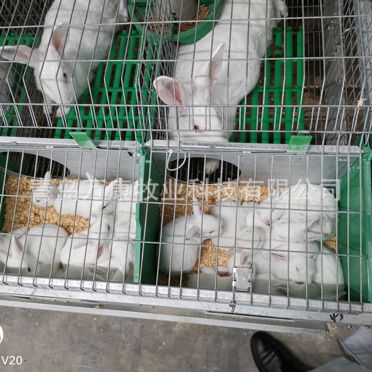 养兔子的设备兔笼 兔舍欧式双层笼具繁育一体笼图4