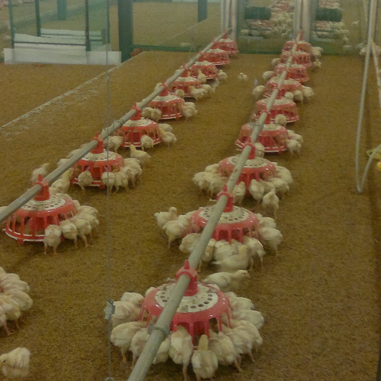 自动喂料系统 种鸡盘式料线 养殖业机械 鸡用食槽饲喂设备图4