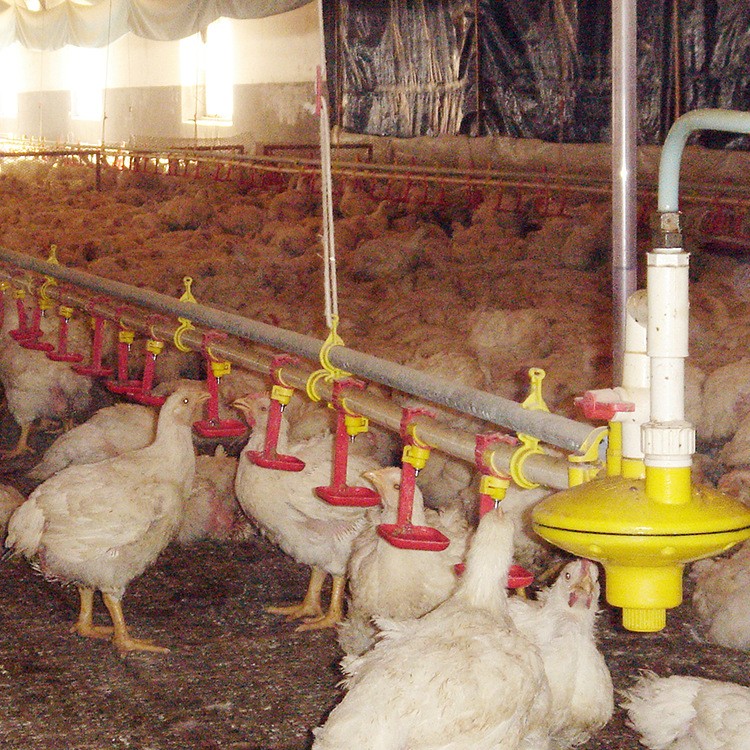 鸡用平养水线 青岛厂家直供全新平养水线 家禽类饮水系统图2