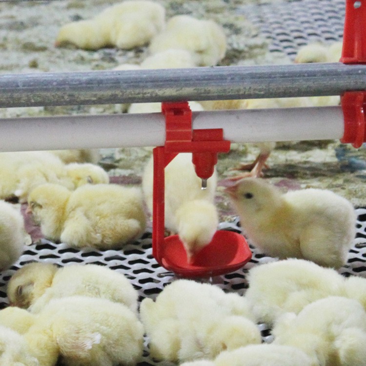 鸡用平养水线 青岛厂家直供全新平养水线 家禽类饮水系统图5