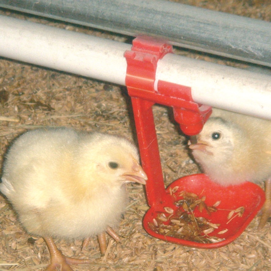 鸡用平养水线 青岛厂家直供全新平养水线 家禽类饮水系统图4