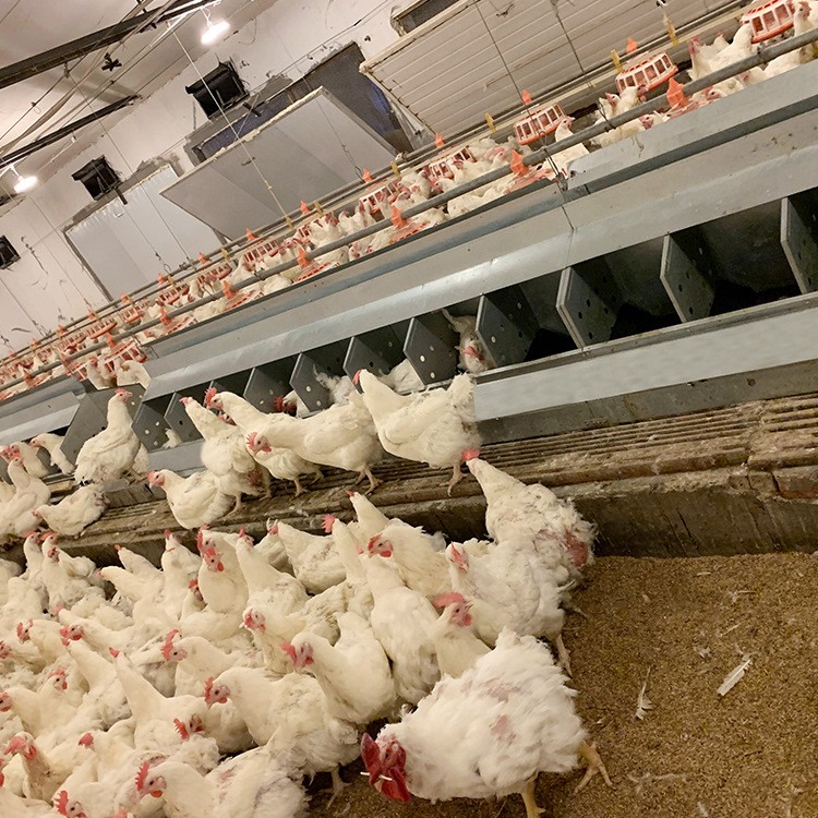 产蛋箱 源头厂家自动化畜牧业设备人工养鸡设备 自动集蛋式产蛋箱图2