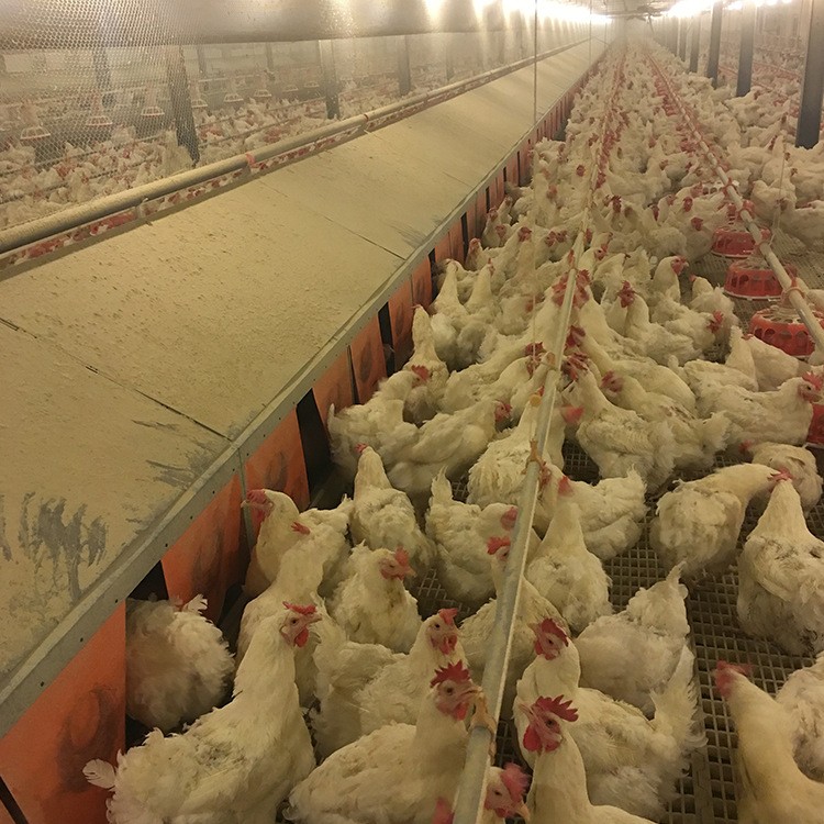 产蛋箱 源头厂家自动化畜牧业设备人工养鸡设备 自动集蛋式产蛋箱图5