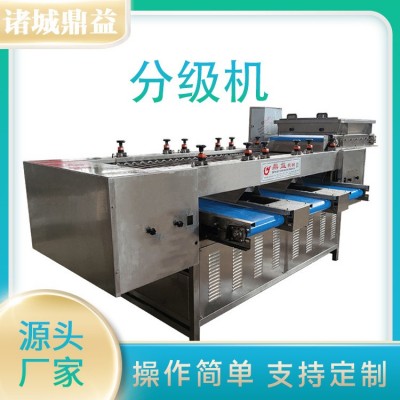 保鲜蒜米分级机 大蒜分拣机 大蒜重量分选机鲜蒜分拣机 支持定制