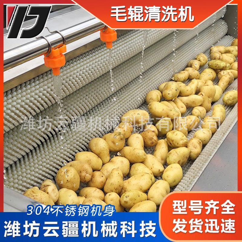 全自动毛辊清洗机 土豆芋头山药清洗去泥机 小龙虾毛辊清洗设备图4