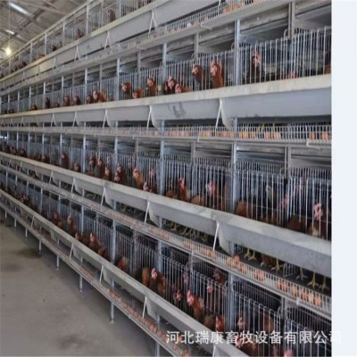 鸡笼厂家养殖设备 蛋鸡笼 肉鸡笼 小鸡龙 鹌鹑笼 可做全自动设备