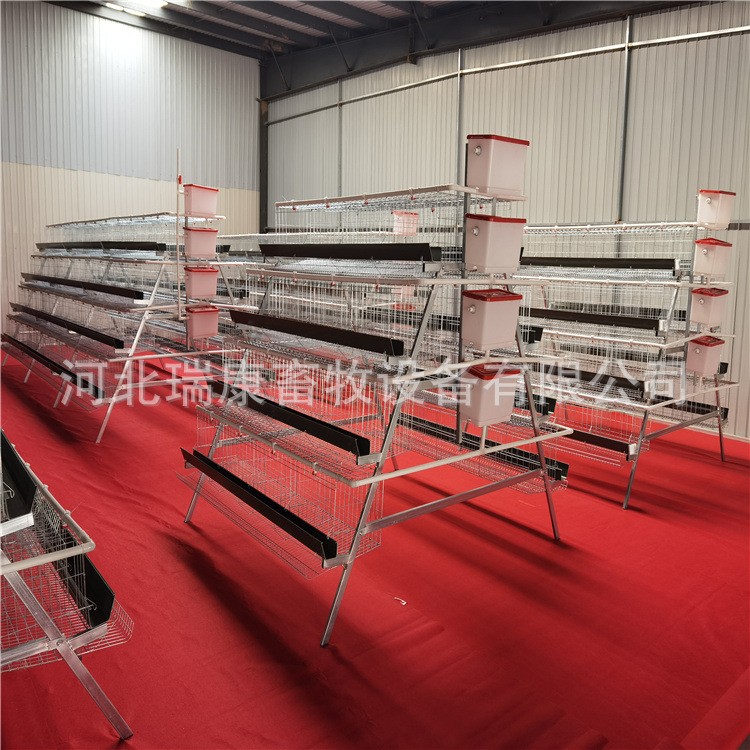 鸡笼厂家养殖设备 蛋鸡笼 肉鸡笼 小鸡龙 鹌鹑笼 可做全自动设备图4