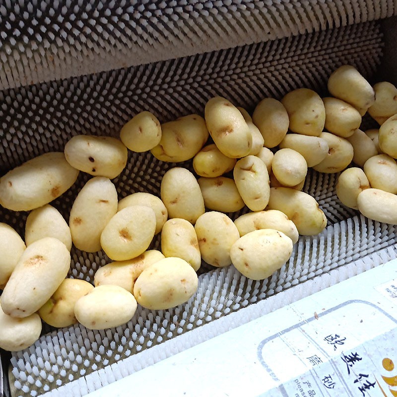 毛刷辊商用土豆去皮机 全自动萝卜削皮机 小型芋头红薯清洗脱皮机图2