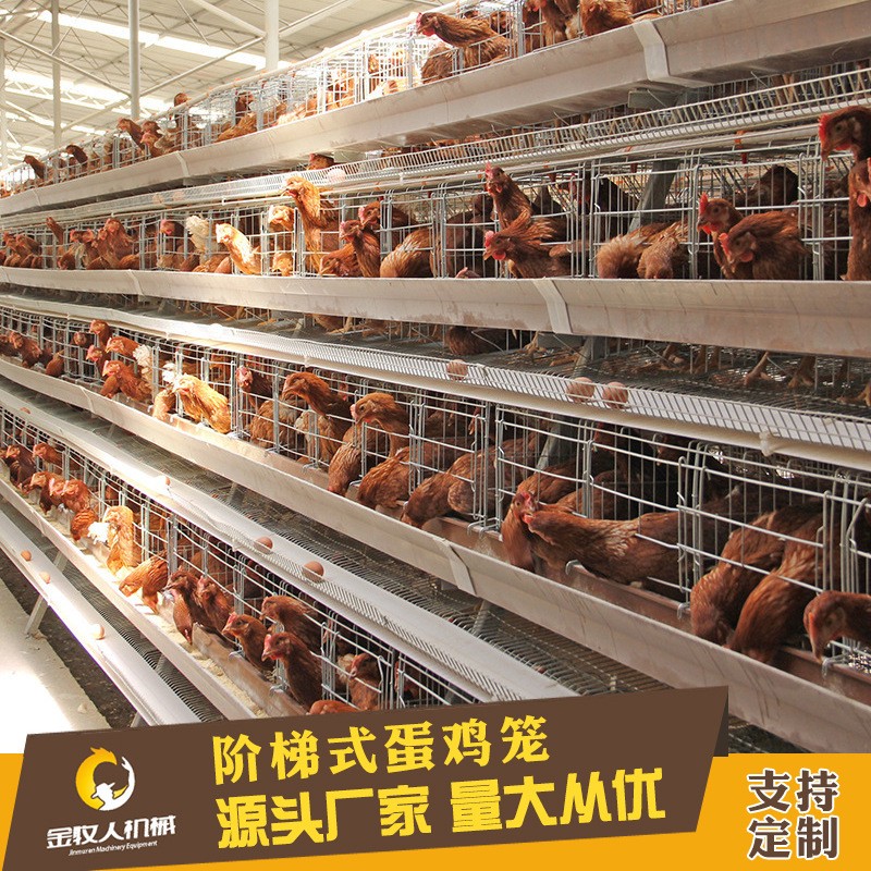 常年供应养殖热镀锌阶梯层蛋鸡笼设备批发 厂家批发阶梯式蛋鸡笼图3
