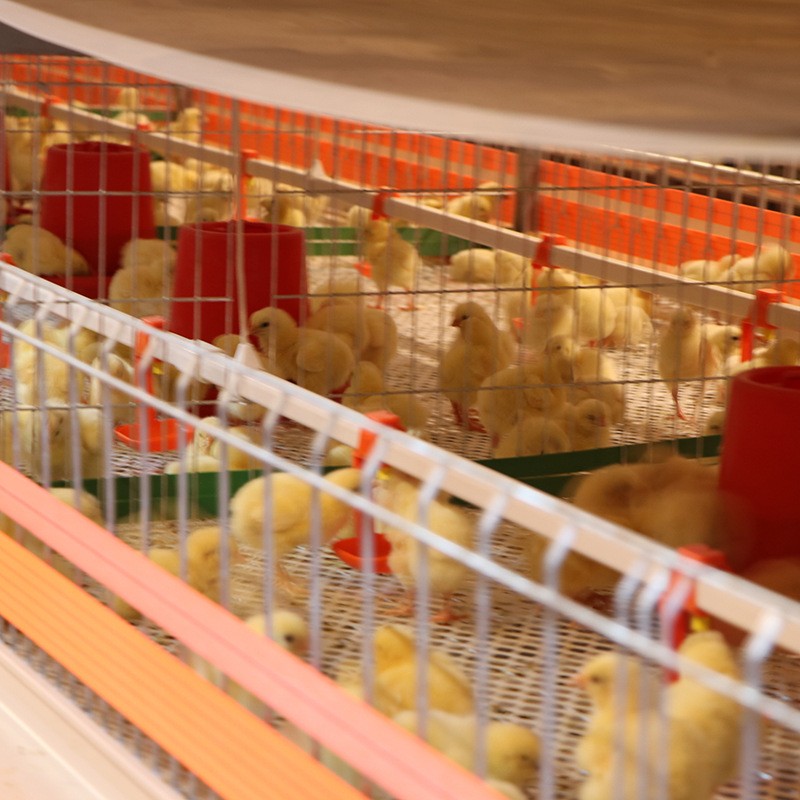 供应肉鸡笼养设备 小层叠肉鸡笼 鸡笼厂家养殖设备量大从优图4