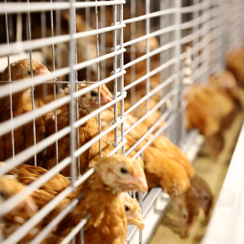 大量批发鸡笼 小鸡笼育雏笼 自动化养殖笼具 鸡苗育雏笼子图3