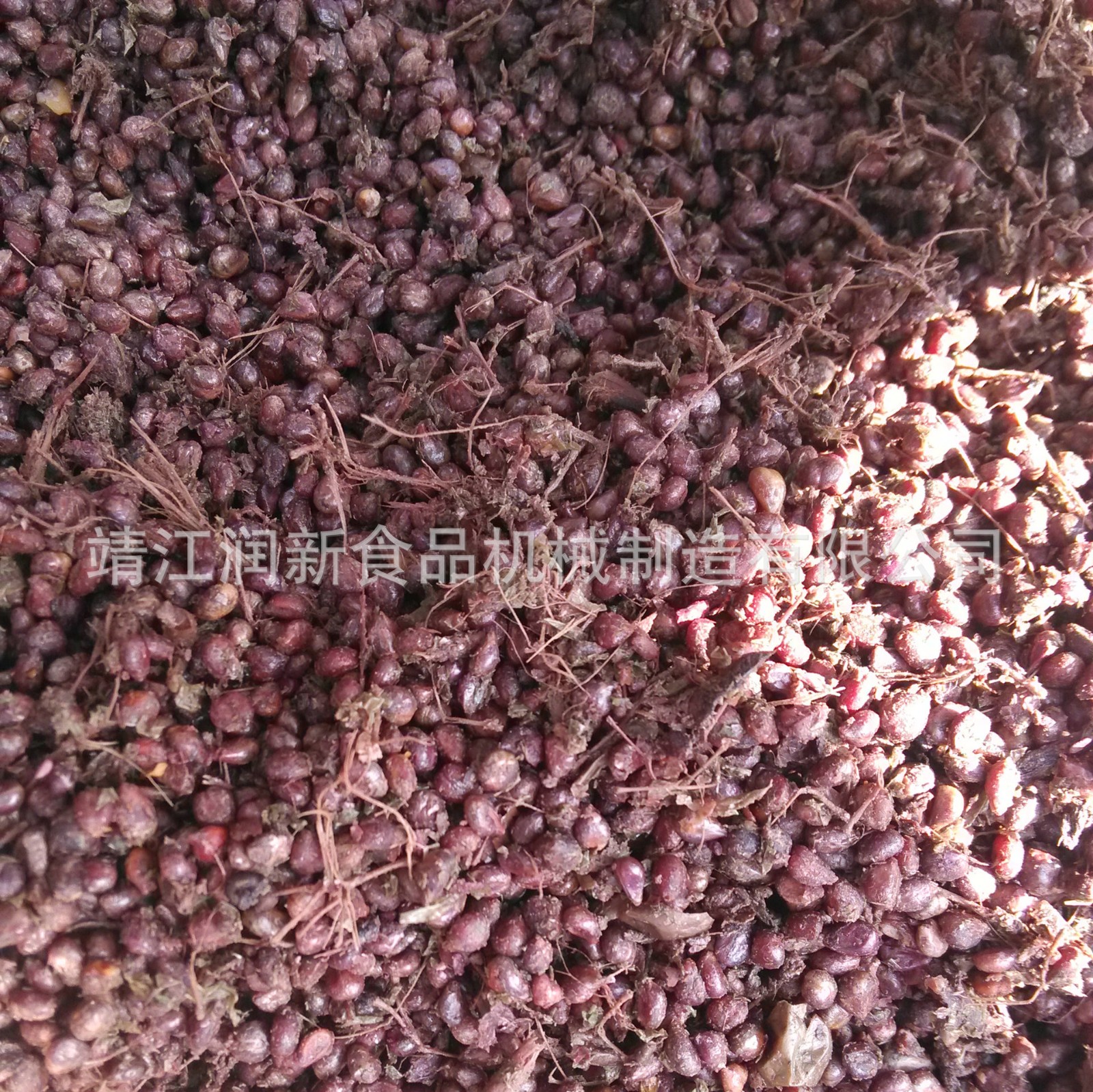 酸枣去核机脱核机 山楂沙果青梅去籽机不锈钢小型橄榄去核机图4