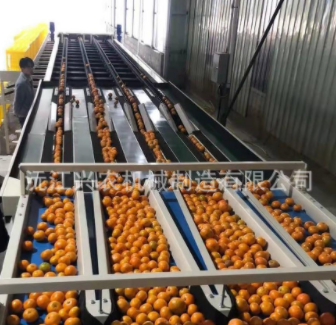 智能水果分选橙橘分选机图4
