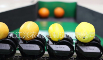 智能水果分选橙橘分选机图2