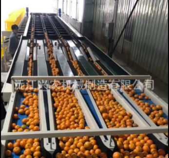 智能水果分选橙橘分选机图3