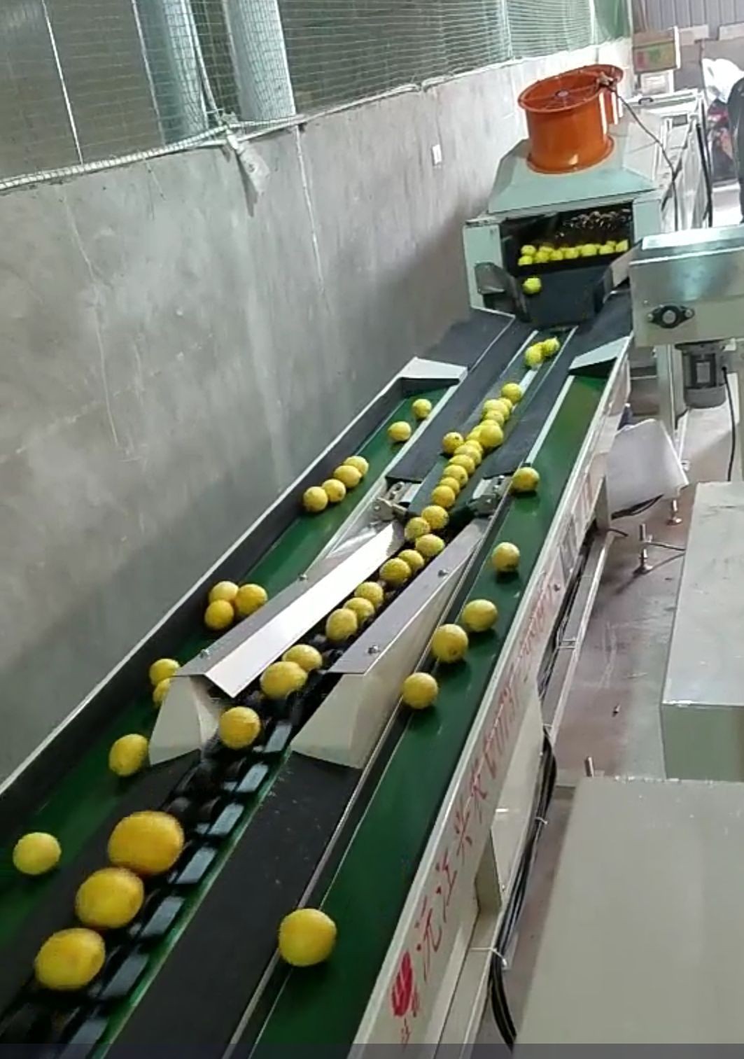 智能分选--沃柑分选机图2