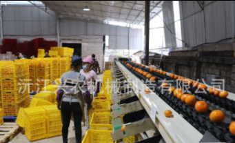 智能分选--沃柑分选机图3