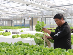 河北省面向京津高端市场重点打造4个蔬菜产业示范带