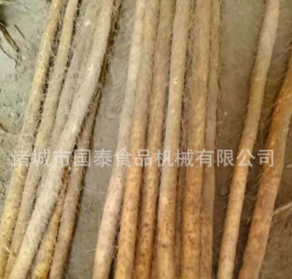 蠡县麻山药蔬菜清洗机 铁杆山药清洗机 山药清洗设备 毛辊清洗机图3