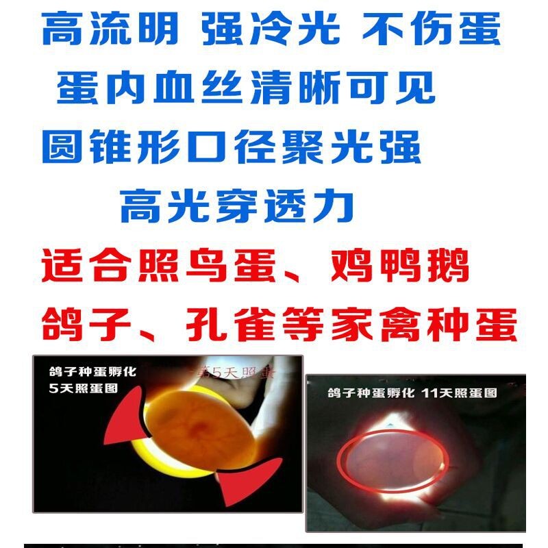 孵蛋检查种蛋发育 孵化选蛋照蛋器 孵化机用照蛋仪 LED冷光照蛋灯图3