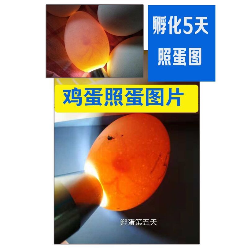 孵蛋检查种蛋发育 孵化选蛋照蛋器 孵化机用照蛋仪 LED冷光照蛋灯图2