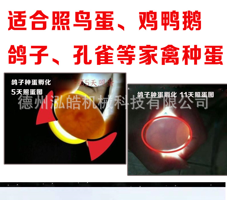 孵多多照蛋器详情_03.jpg