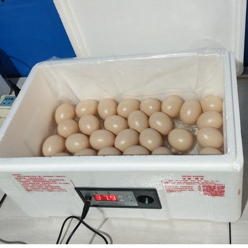 全自动仿生水床孵化机 家用小型多功能鸡鸭鹅鸽子孔雀水床孵化箱图5