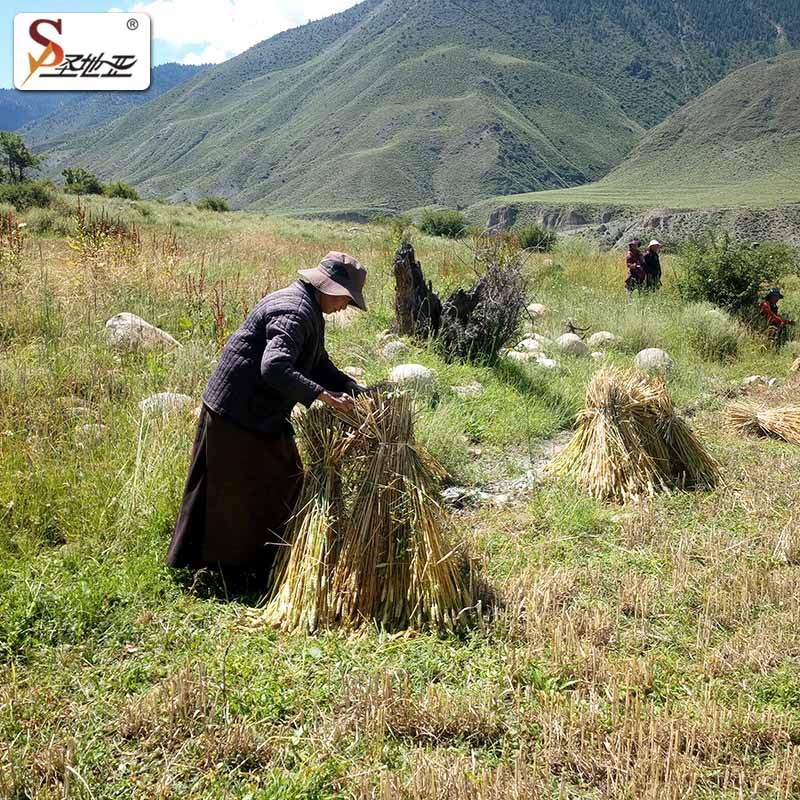 厂家现货4K-50割捆机 手推式苞米秸秆放倒机 黄豆稻麦割捆机图3