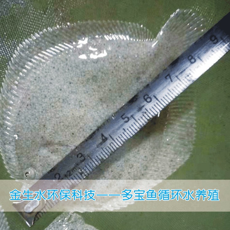 工厂化循环水养殖系统 养殖水处理 污水处理图5