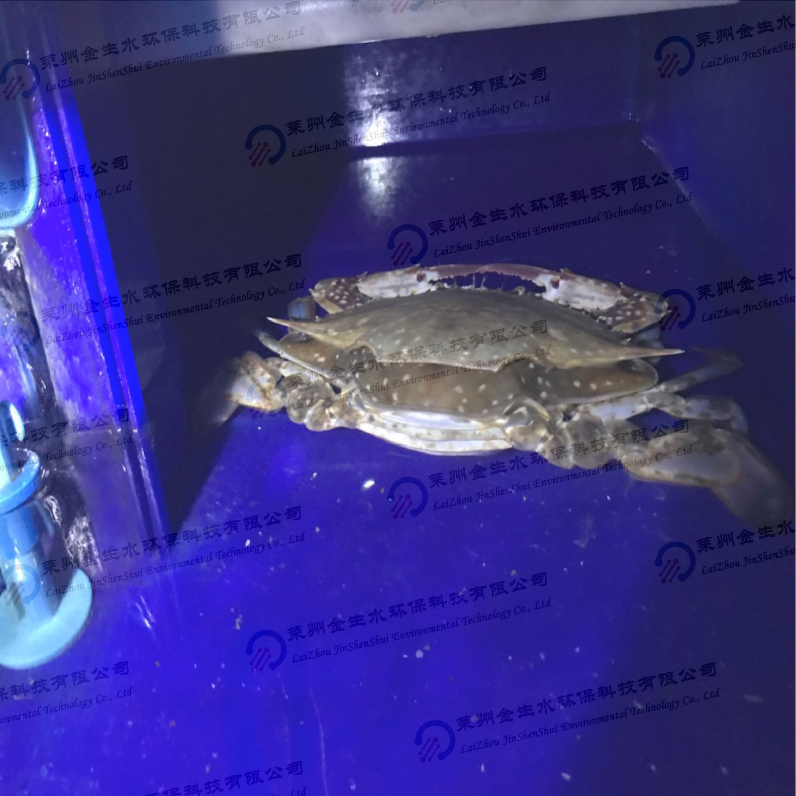 螃蟹养殖盒子 螃蟹生态育肥 蟹屋 蟹盒 蟹舍 螃蟹养殖 暂养图5