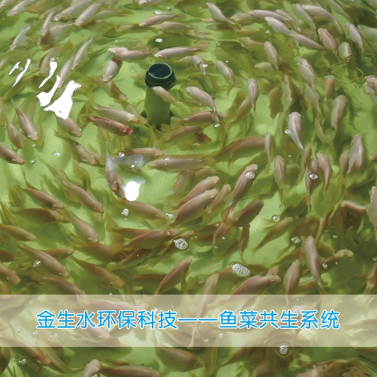 循环水养殖系统 鱼类育苗养殖系统 鱼菜共生系统图3