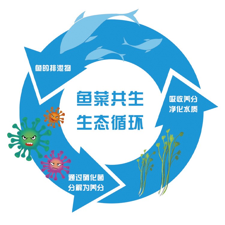 循环水养殖系统 鱼类育苗养殖系统 鱼菜共生系统图4