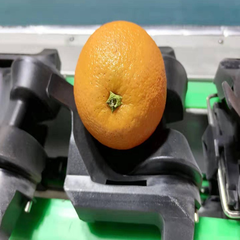 柠檬分级机 分选机 小型筛选机 水果分选重量苹果 梨猕猴桃大青枣
