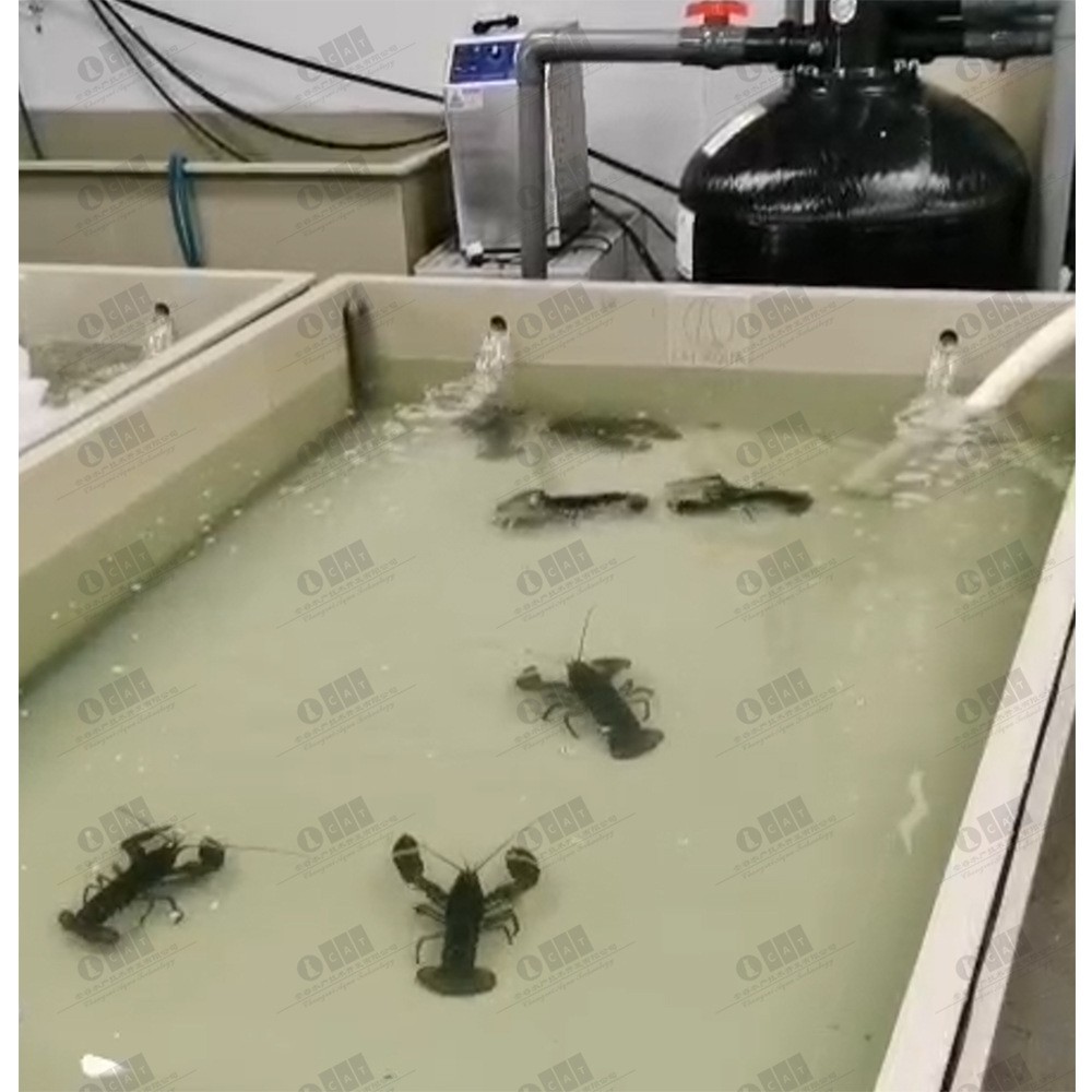 加拿大工厂化室内循环水龙虾低温暂养项目循环水产养殖水处理设备图3