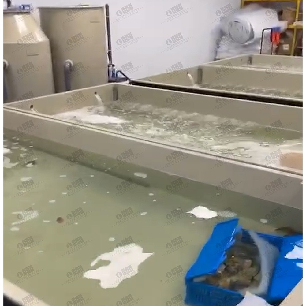 加拿大工厂化室内循环水龙虾低温暂养项目循环水产养殖水处理设备图4