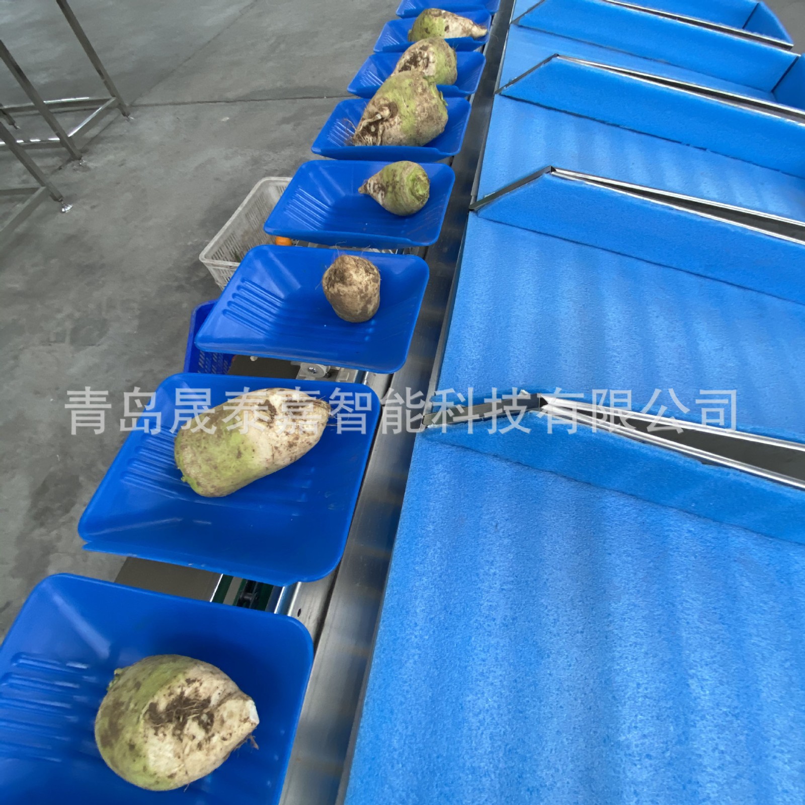 全自动选果机 水果重量分选机 直线滚轮果蔬分级机 源头生产厂家图4